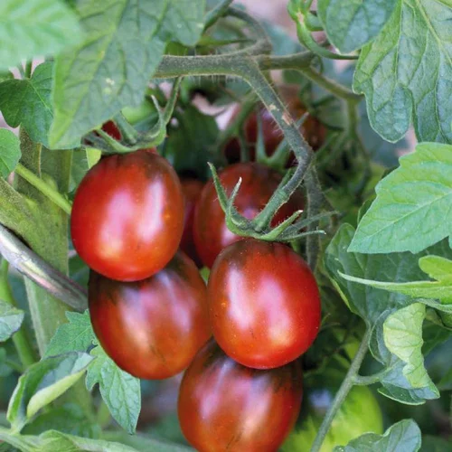 Pratique au jardin：Tomate Cerise Allongée Prune Noire bio. Le pot de 9 x 9 cm