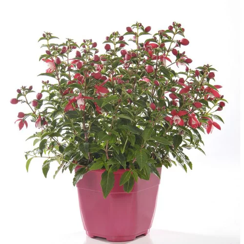 Jardin extérieur：Fuchsia érigé multicolore. Le pot de 2,5 litres