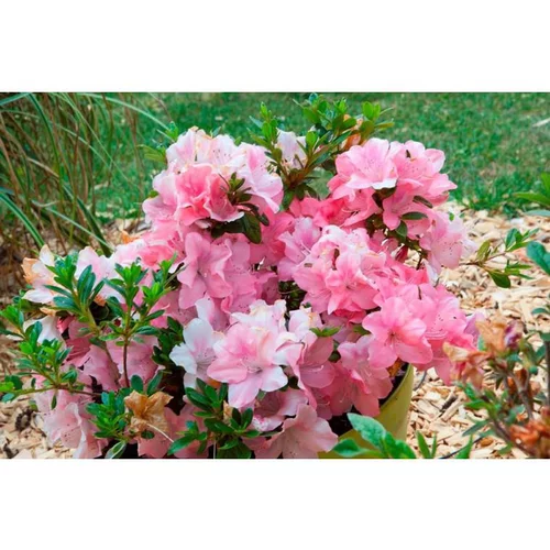 Espace vert sélection：Azalée (Azalea) Encore. Le pot de 4 litres