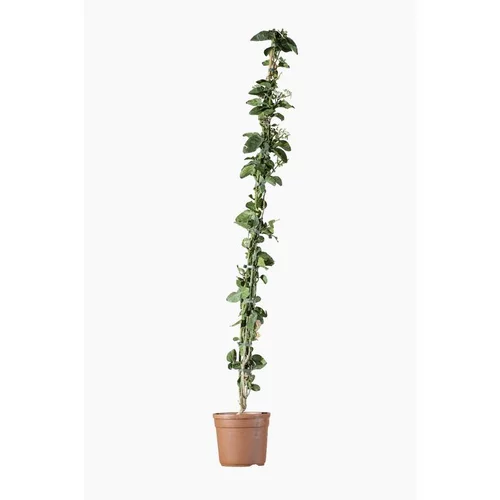 Espace vert moderne：JASMIN SAMBAC. Le pot de 3 litres