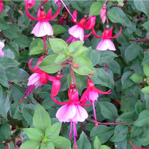 Tendance extérieur：Fuchsia Varié - Le pot de 7,5 litres