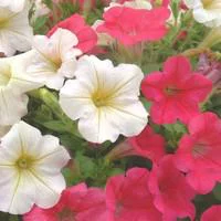 La solution pour votre jardin：Pétunia à massifs - Le pot de 1 litre