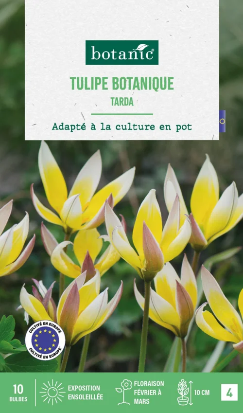 Pour tous vos besoins extérieurs:Tulipe species tarda botanic® - 10 bulbes
