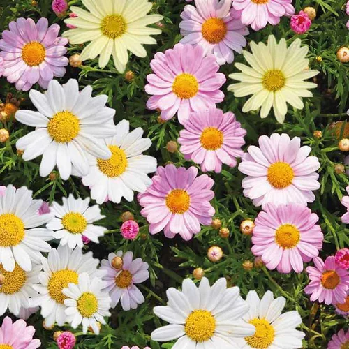 Jardin & loisirs：Anthemis trio sur tige - Le pot de 5 litres