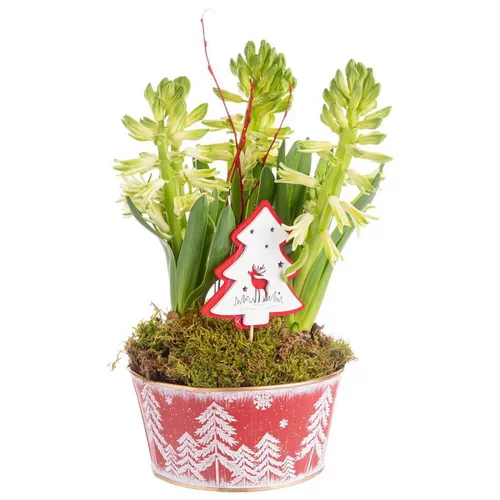 Style au jardin：Composition de Noël 3 jacinthes multicolore pot en zinc