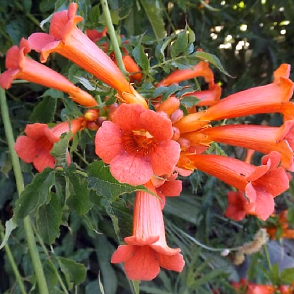 2 x Trompette de virginie – Campsis tagliabuana 'Madame Galen', 50-60 cm pot
