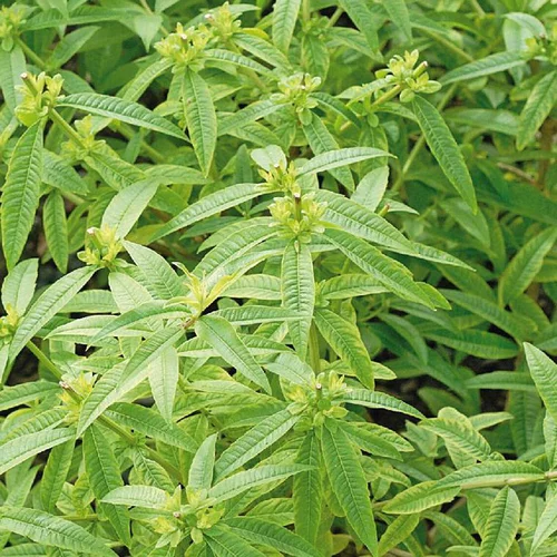 Pour créer votre univers jardin：Verveine Citronnelle Bio. Le pot de 9x9 cm