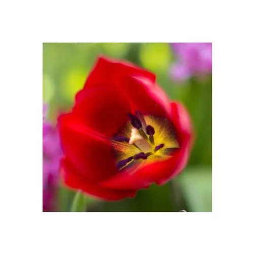 Extérieur pratique：Tulipe. Le pot de 13/15 cm