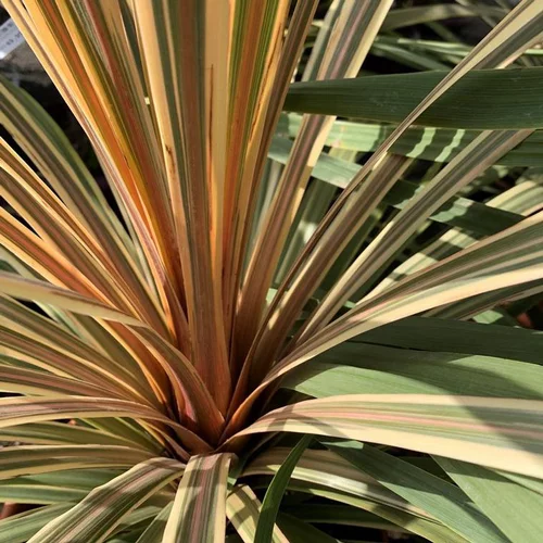 Idée pour le jardin:Cordyline Australis Dazzler 40/50. Le pot de 5 litres