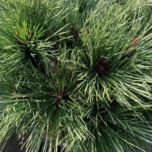 Une idée pour vos extérieurs：Pin (Pinus) Nigra Brepo 1/2 tige. Le pot de 18 litres
