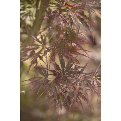 Pour votre quotidien：Erable du Japon (ACER PALMATUM DISSECTUM TAMUKEYAMA ) Le pot de 3 litres