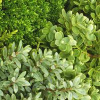 Spécial jardin:Hebe - Le pot de 3 litres