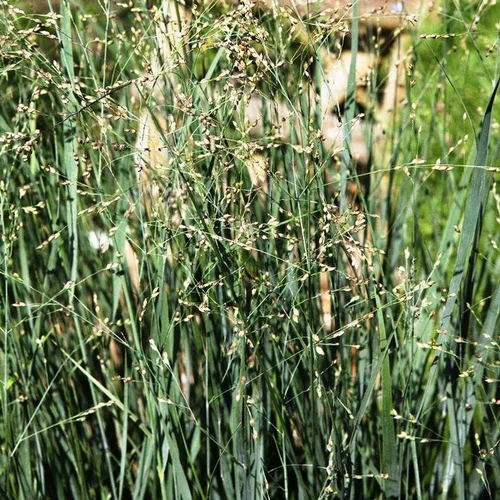 Utile dehors：Schizachyrium Scoparium Blue Heaven - Le pot de 4 litres