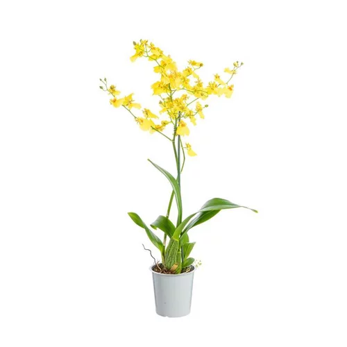 Le compagnon de vos extérieurs:Orchidée Oncidium 1 branche ramifiée pot Ø12xH55 cm