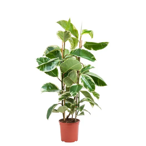 Le petit plus pour l’extérieur:Plante verte ficus elastica tineke coloris vert - Ø 20 cm