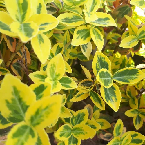 Confort au jardin:Fusain couvre-sol vert. En pot de 2 litres