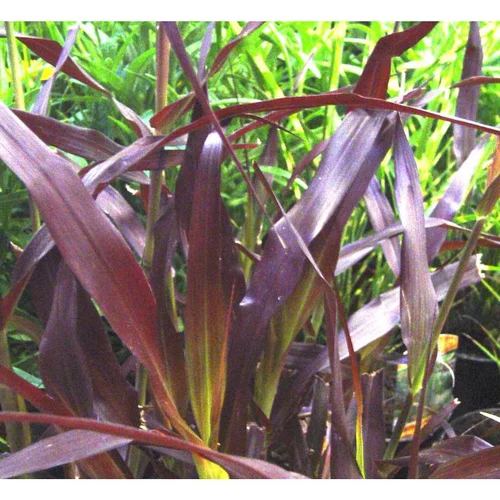 Solution nature:Pennisetum pourpre aux écouvillons - Le pot de 1 litre