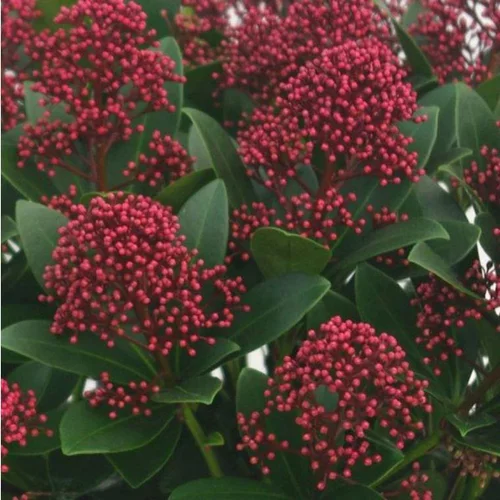 Pour plus de confort à l’extérieur:Skimmia Japonica Rubella – C2