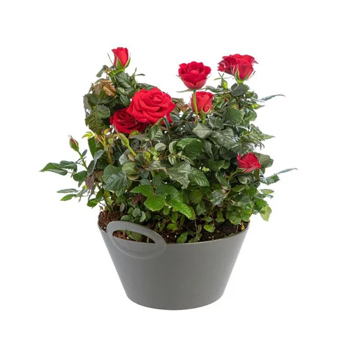 Moderne extérieur：Rosier Victory Coupe Ø23 cm