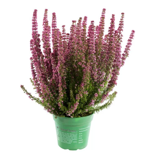 Un atout pour vos extérieurs：Bruyère gracilis rouge - Le pot de 1 litre