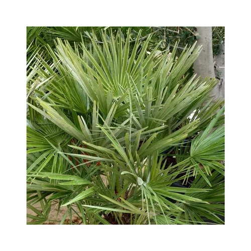 Idéal pour le jardin：Palmier nain Chamaerops Humilis vert. La coupe de 25 cm