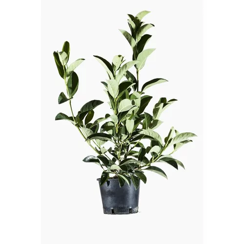 Jardin et maison:Viburnum Lucidum (Viorne Lucidum) en pot de 3 L vert