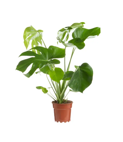 Moderne extérieur:Monstera vert. Le pot Ø 21 cm