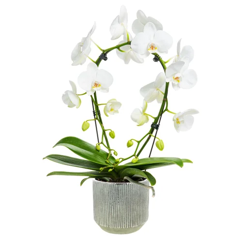 Équipement extérieur:Phalaenopsis Arceau 2 branches botanic® multicolore + cache-pot