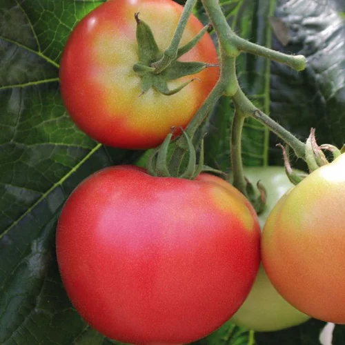 Pour profiter du jardin：Tomate Ronde Rose De Berne Bio. La barquette de 3 plants