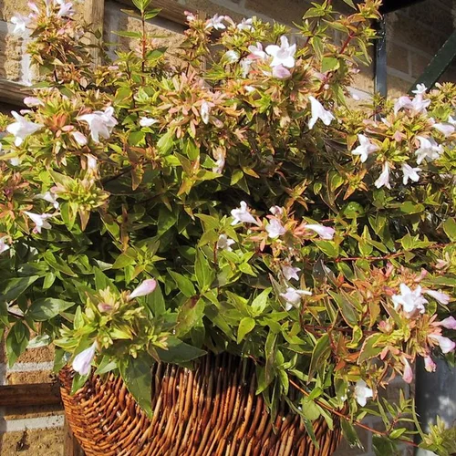 Solution extérieure:Abélia Grandiflora Happy Daydream rose. Le pot de 2 litres
