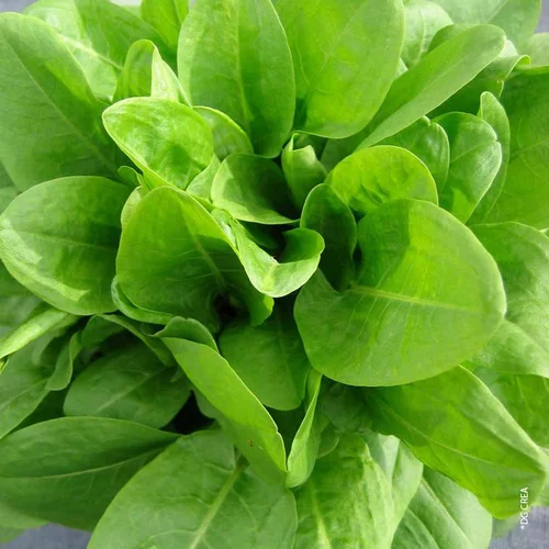 Solution jardin：Oseille Bio. Le pot de 1 litre