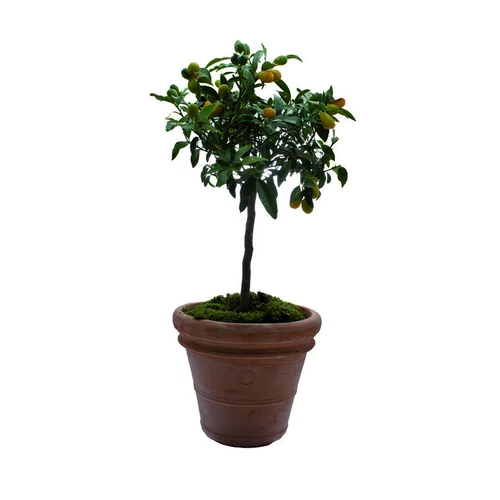 Jardin à organiser:Pot Toscane en terre cuite claire - Ø70 x H58