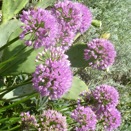 Essentiel extérieur：Allium X Millenium (Violet). Le pot de 1 litre