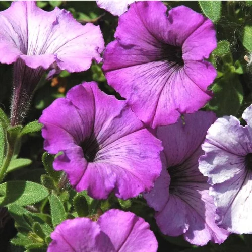 Pour compléter vos extérieurs:Pétunia retombant - La jardinière de 50 cm