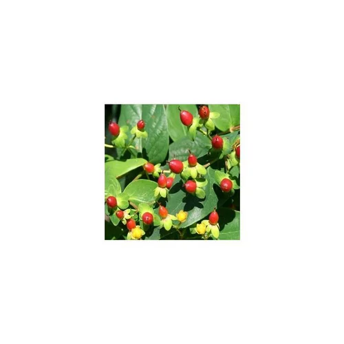 Pour tous les jours:Hypericum Miracle Attraction en pot