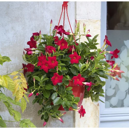 Extérieur essentiel：Dipladenia Diamantina - La suspension de 23 cm