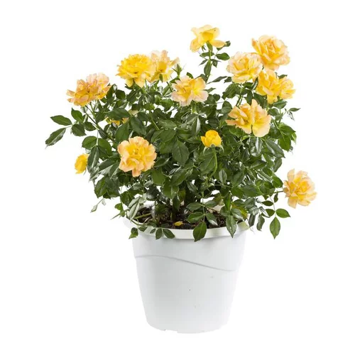 Le choix pour l’extérieur:Rosier Buisson Miniature - Le pot de 6 litres
