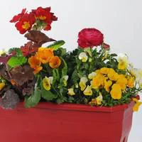 Idéal pour le jardin:Composition de Noël - La jardinière de 1 m