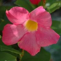 Bien pour le jardin：Dipladénia Tippi coloris variés. Le pot de 3 litres