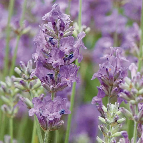 Tendance jardin:Lavande Hybride ou Lavandin à fleurs bleues - Le pot de 10 litres