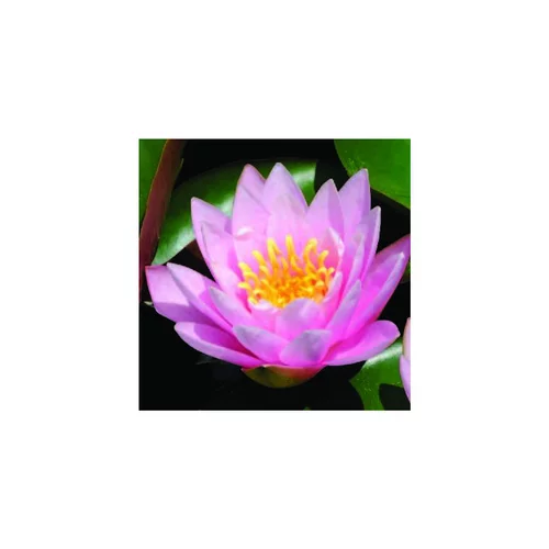 Jardin simple：Nénuphar 'Rose Nymphe'