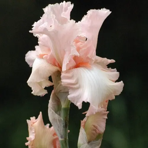 Esprit végétal：Iris des jardins Alice Goodman - Le pot de 2 litres