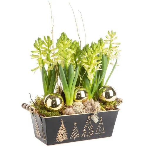 Pour donner du style au jardin：Composition de Noël 6 jacinthes multicolore pot en zinc noir et or