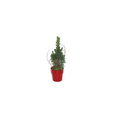 Pour un jardin agréable:Picea Glauca Conica - Le pot déco