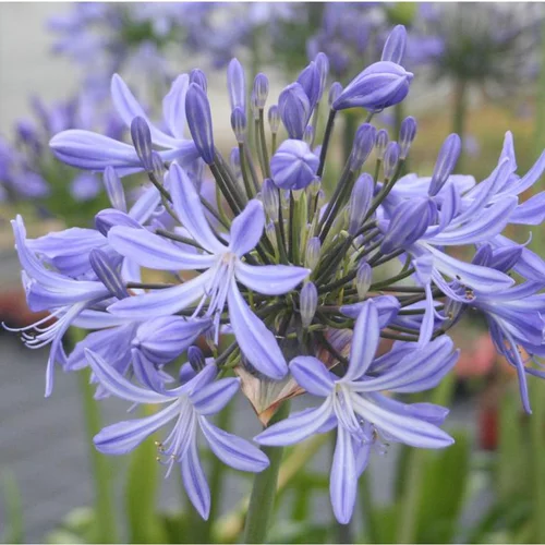 Une touche pratique au jardin：Agapanthe. Le pot de 25 litres