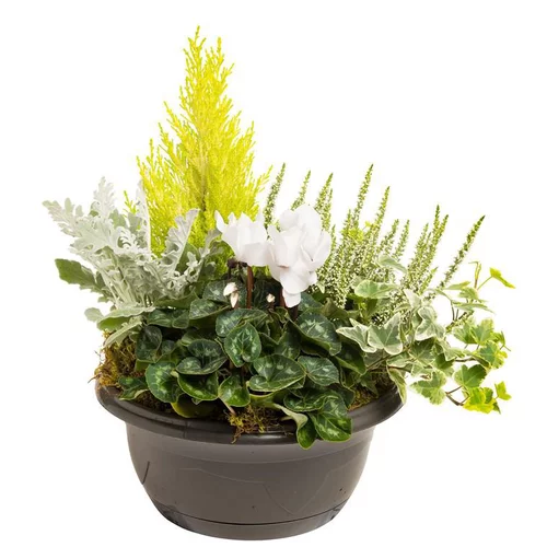 Pour faciliter le quotidien au jardin:Composition d'extérieur mélange blanc et vert - La coupe de 27 cm