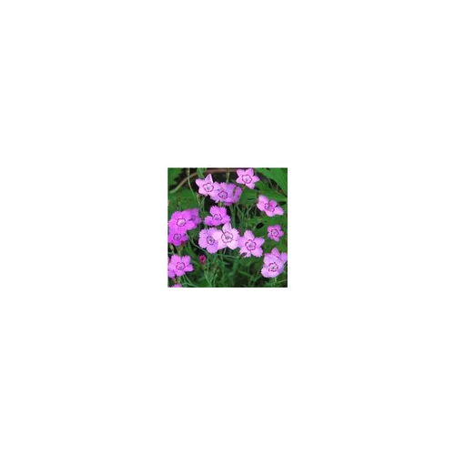 Malin jardin:Dianthus Deltoides - Le pot de 3 litres
