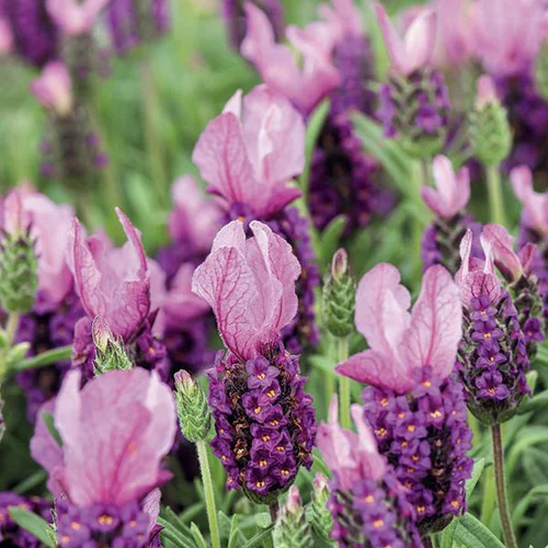 Le pratique au jardin:Lavande The Princess® Lavender 'Ib910-2' - Le pot de 3 litres