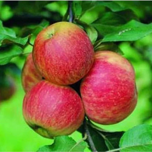 Essentiel au jardin：Pommier Elstar. Le pot de 12 litres forme 1/2 tige