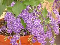 Malin pour le jardin:Duranta Repens - Le pot de 3 litres